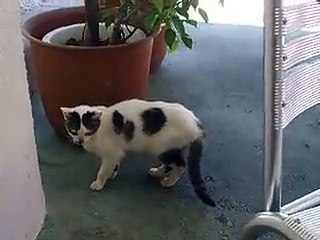 That cat is very cautious (pet kitty animal video movie )