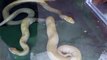 The giant poison snake (video  Mermaid fish water marine deep sea pet beach)