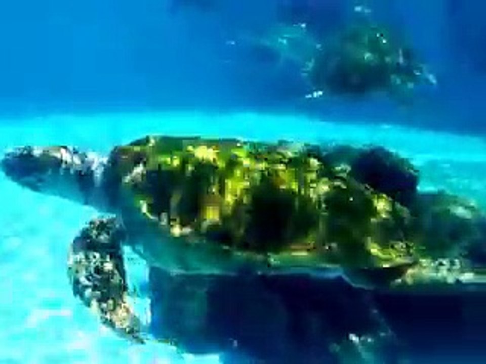 The mysterious of ocean turtles (video  fish water marine deep sea pet beach)