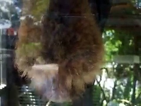 The sleeping bats (video Mermaid fish water marine deep sea pet beach)