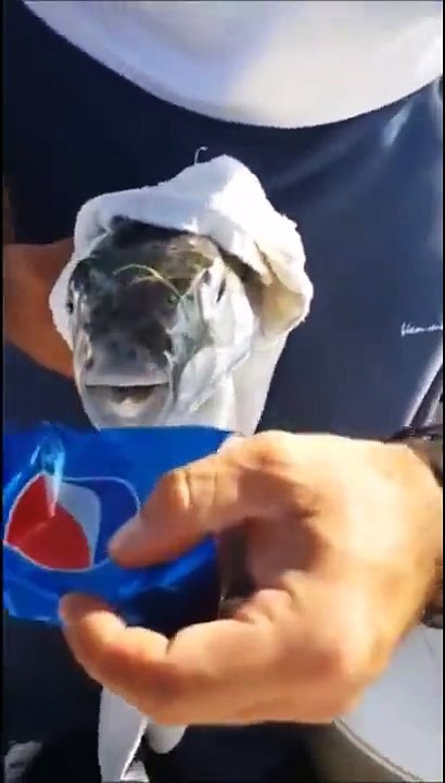 Funny Video