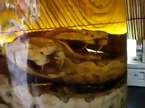 noticeThe poison snake alcoholic drinks (Video sake cooking pet animals zoo safari amazon africa)