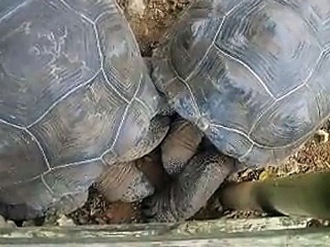 the couple of 2 giant turtles (Video pet animals zoo safari amazon africa)