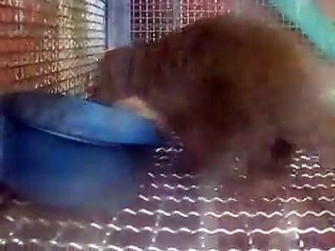 the dancing mongoose (Video pet animals zoo safari amazon africa)