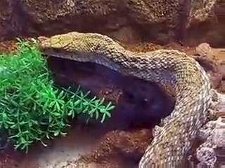 the giant poison snake (Video pet animals zoo safari amazon africa)