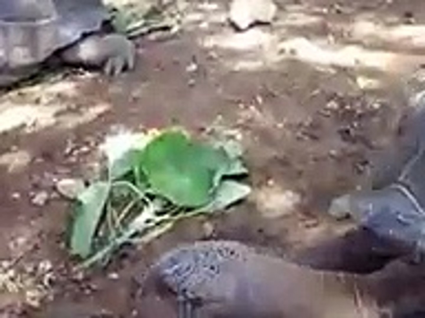 touching the giant turtle (Video pet animals zoo safari amazon africa)