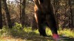 World's Deadliest - Grizzly Hunts with Nose