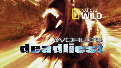 World's Deadliest - Hammerhead Sharks