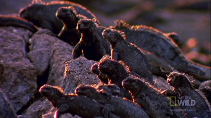 World's Deadliest - Hawk Attacks Iguana