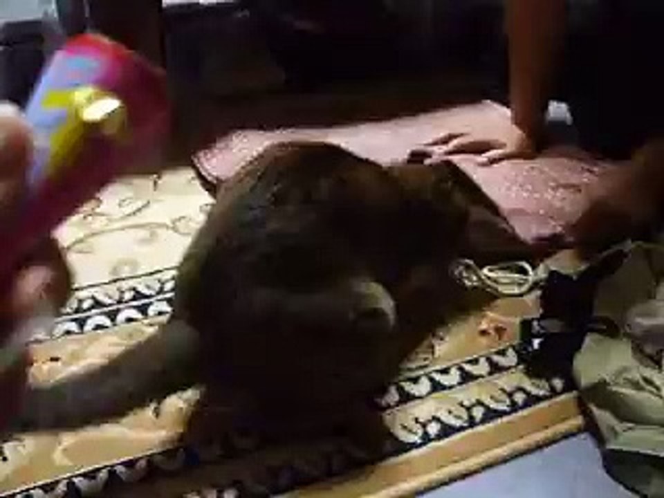 cracker bomb! play a prank on the funny cat (pet kitty kitten animal video movie )
