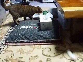 lol play a prank on the funny cat (pet kitty kitten animal video movie )