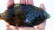 captured the flatfish (video fish water marine deep sea pet beach)