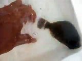 jumping flatfish (video  fish water marine deep sea pet beach)