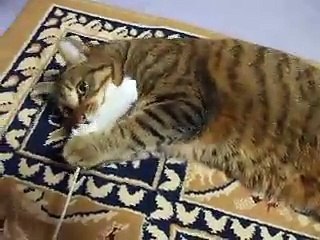 notice! the cat is discouraging intimacies ......(pet kitty kitten animal video movie )