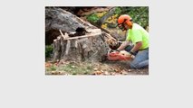 Arborist Palo Alto - Bay Area Tree Specialists (650) 353-5671