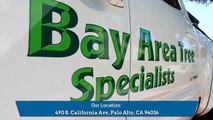 Tree Pruning Palo Alto - Bay Area Tree Specialists (650) 353-5671