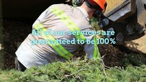 Tree Removal Palo Alto - Bay Area Tree Specialists (650) 353-5671