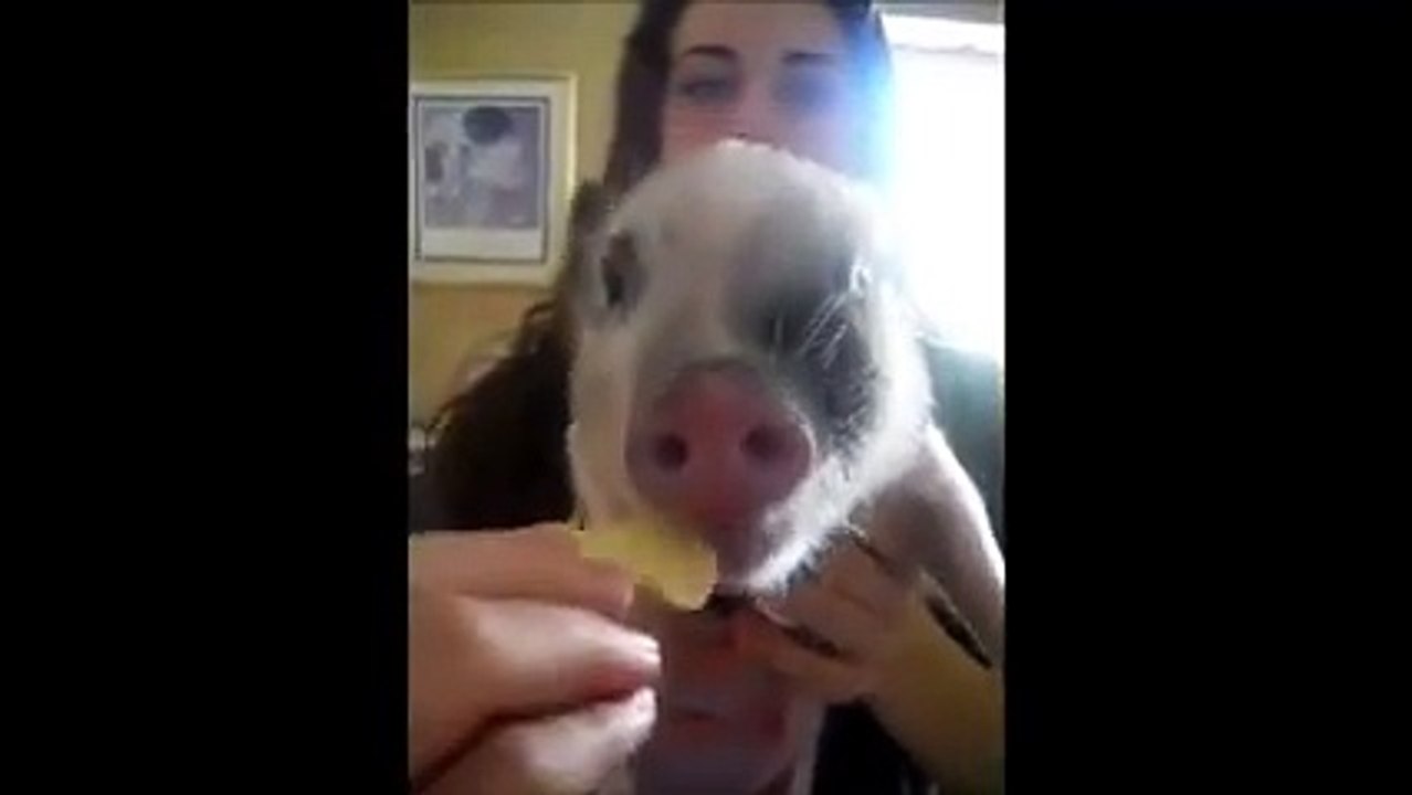 Baby piglet making