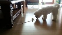 Bichon Frise plays with a toy