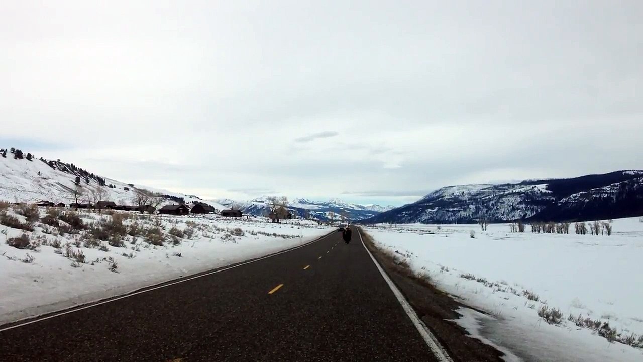 You won’t believe what these Yellowstone buffalo do!!!