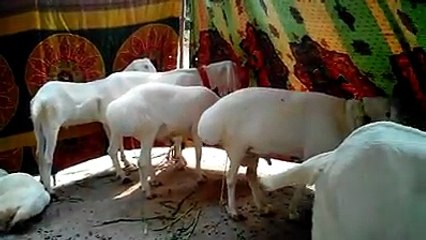 Beautiful cows | HD |