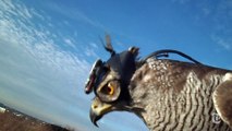 Live a Hawk hunt in a POV view with a helmet hawk Cam