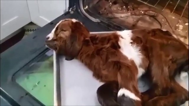 Farmer bakes frozen baby goat to save its life