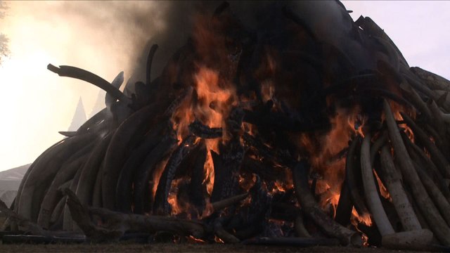 Quinze tonnes d'ivoire partent en fumée au Kenya