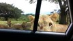 Un lion ouvre la portière d'une voiture pendant un Safari en Afrique du Sud