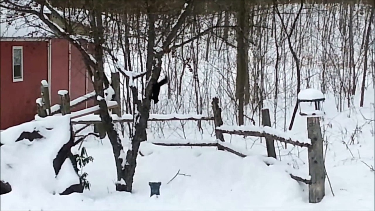 Écureuil complètement ivre après avoir mangé des pommes fermentées!