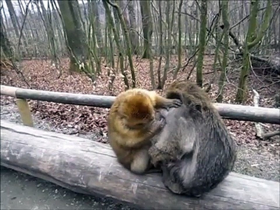 Monkey Grooms His Friend