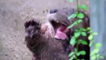 Otter Poses For the Camera