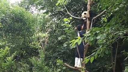 Panda Doesn't Want to Leave Tree