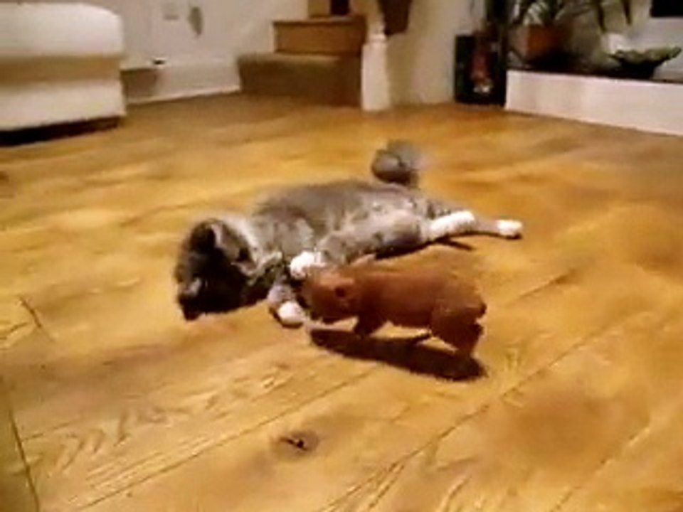 Piglet Communicates With Cats