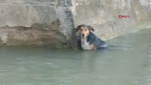 Çorum'da Nehre Düşen Köpeği Donmaktan Vatandaşlar Kurtardı