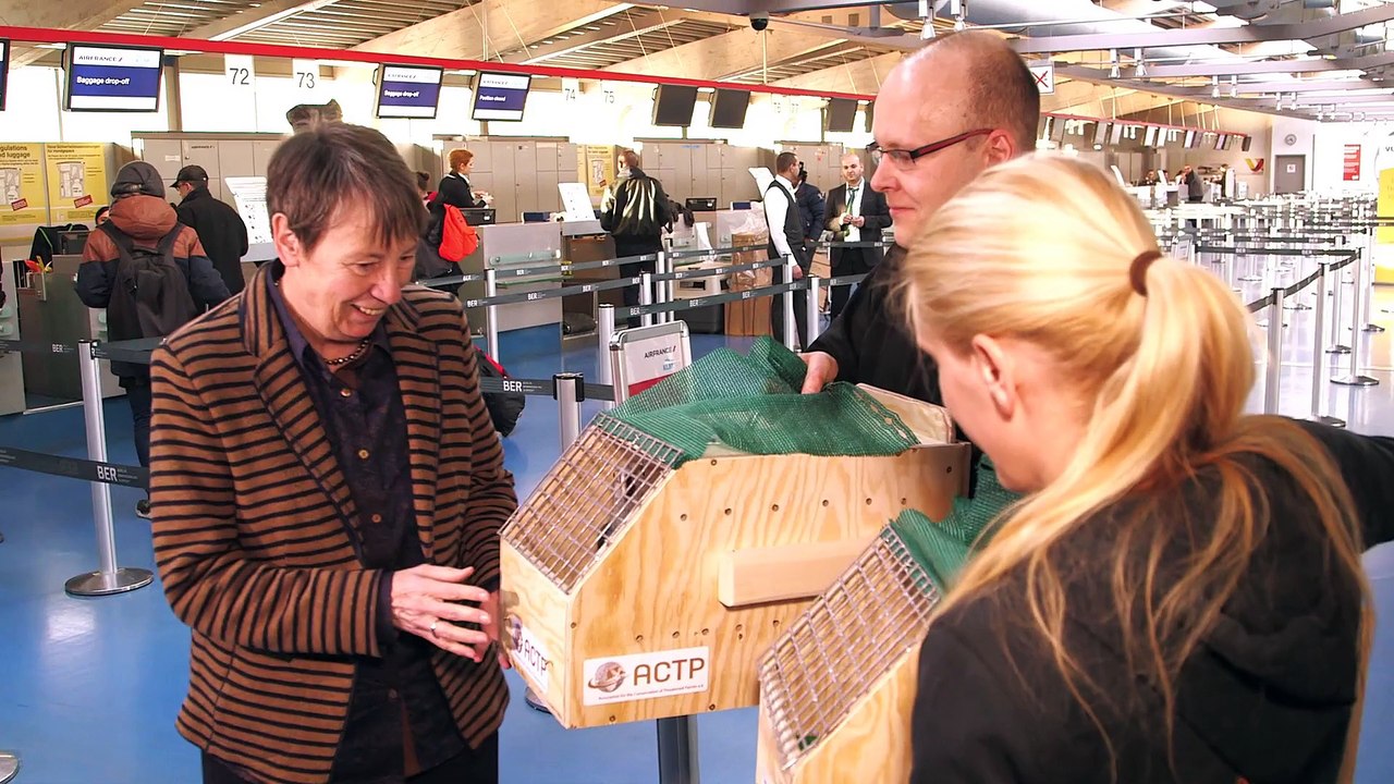 Einmaliges deutsch-brasilianisches Vogelschutzprojekt / In freier Natur ausgestorbener Spix-Ara soll ab 2021 wiederausgewildert werden