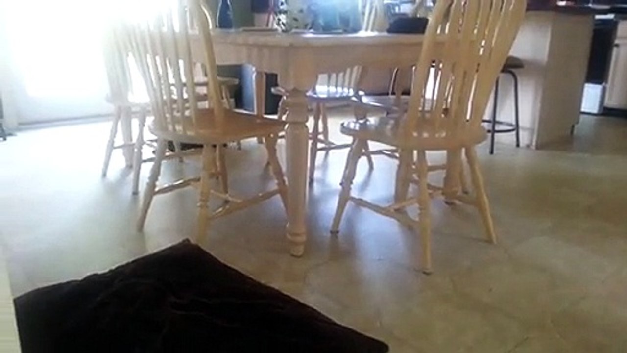 Silly Cat Uses Chairs as Monkey Bars