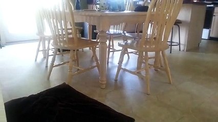 Silly Cat Uses Chairs as Monkey Bars