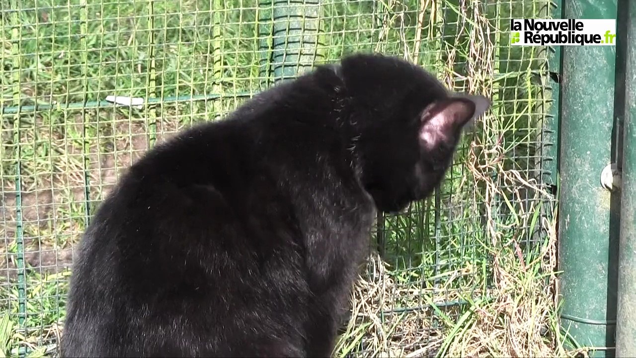 VIDEO. Chats et chiens à adopter à la SPA de Sassay (Loir-et-Cher)