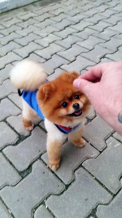satilik pomeranian boo yavrulari 05333974577