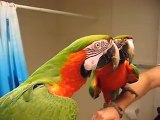 Talking Bird Shushes Other Parrot