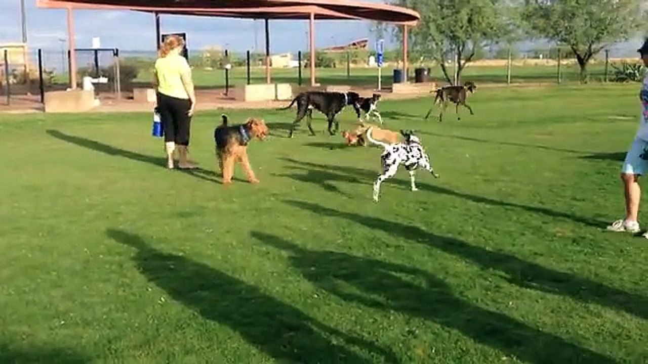 Tiny Dog Gets All the Attention!