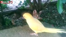 Kedi ile papağanın amansız kavgası