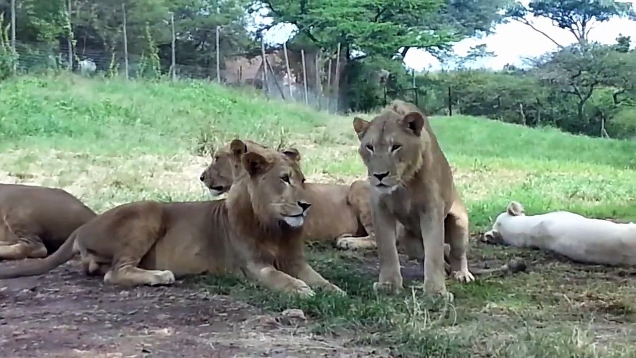 un lion ouvre une portière de voiture