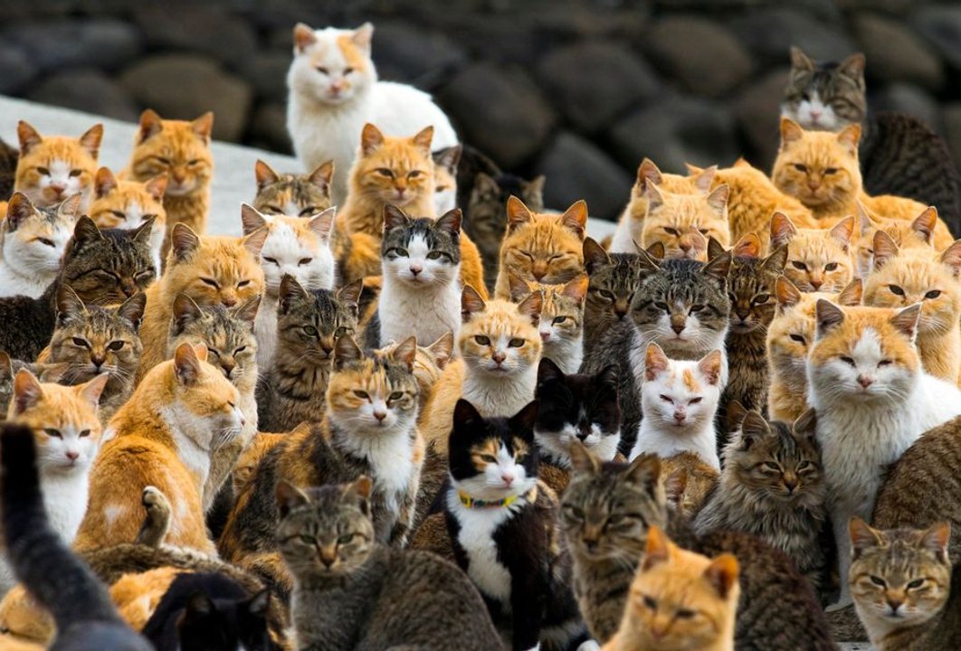 Japon : L’île aux chats sauvages