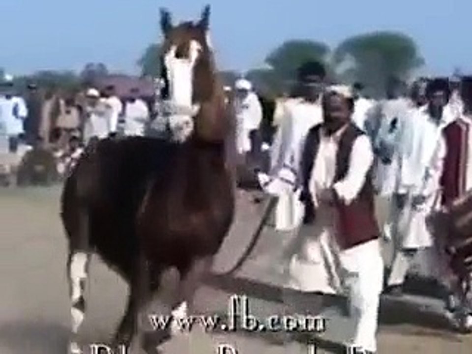 Horse Dance  ঘোড়ার নাচ দেখুন