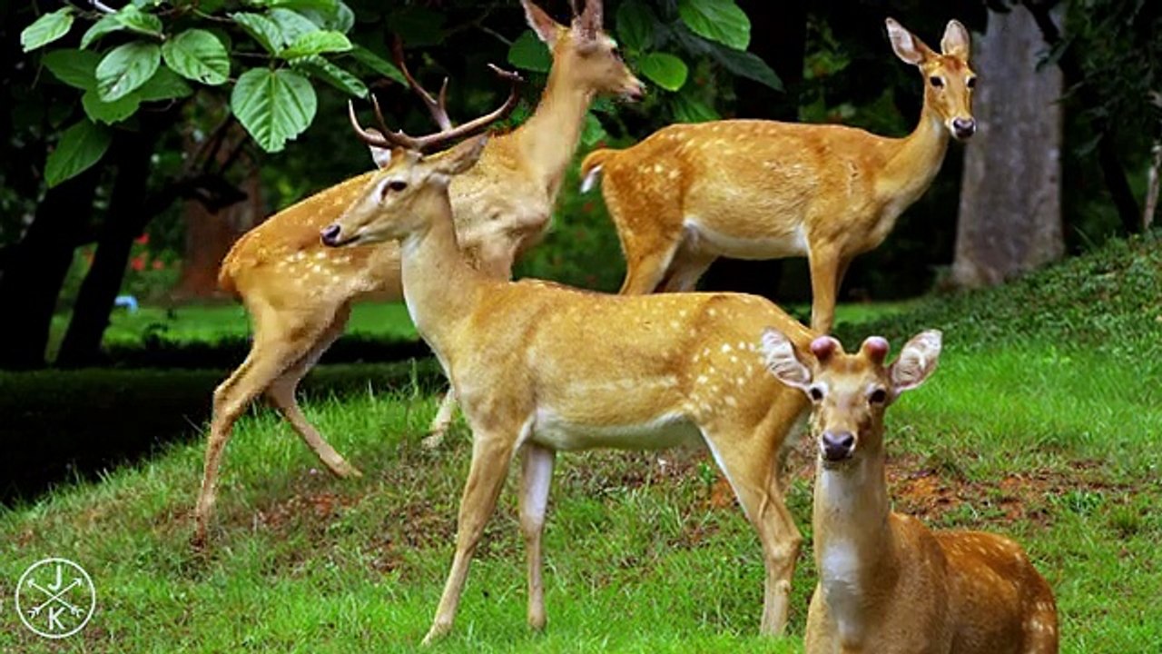 viWild Life deoplayback