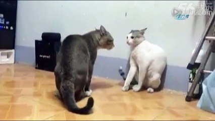 Boksör kediler sosyal medyayı salladı
