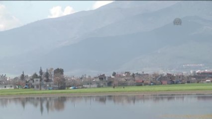 Sağanak Nedeniyle Amik Ovası'nda Tarım Arazileri Zarar Gördü