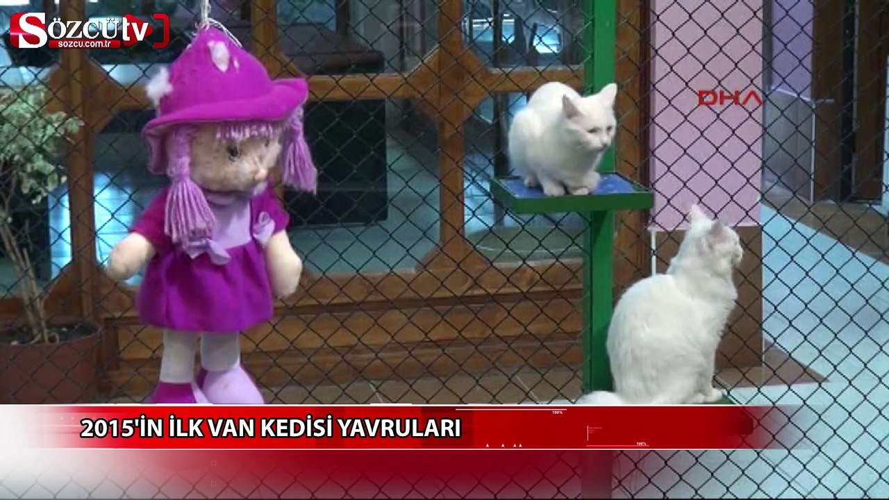 2015'in ilk Van kedisi yavruları